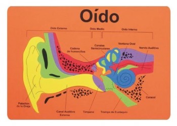 PUZZLE "EL CUERPO HUMANO" DE GOMA EVA