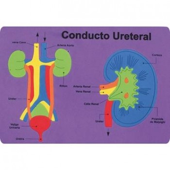PUZZLE "EL CUERPO HUMANO" DE GOMA EVA