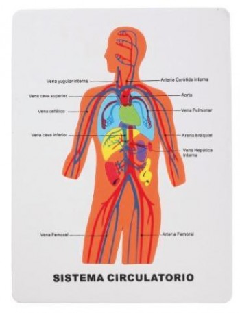 PUZZLE "EL CUERPO HUMANO" DE GOMA EVA