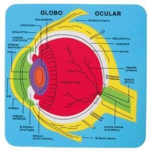 PUZZLE "EL CUERPO HUMANO" DE GOMA EVA